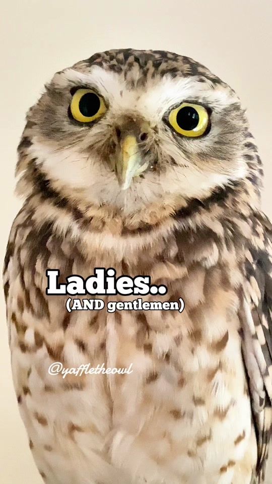 TikTok video thumbnail by yaffletheowl