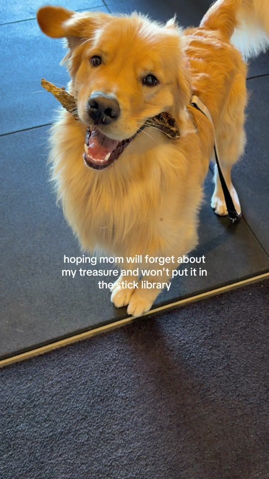 TikTok video thumbnail by bearsonberry