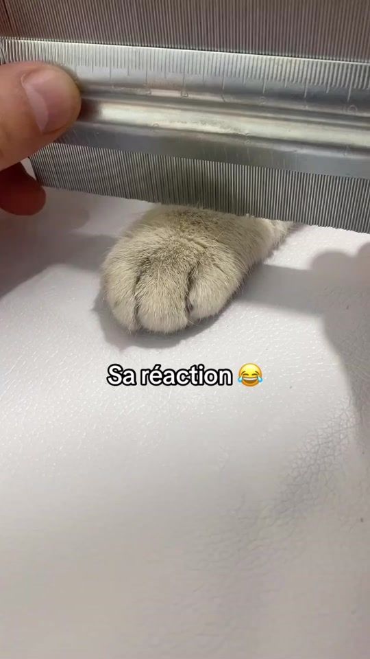 TikTok video thumbnail by humourbestial24