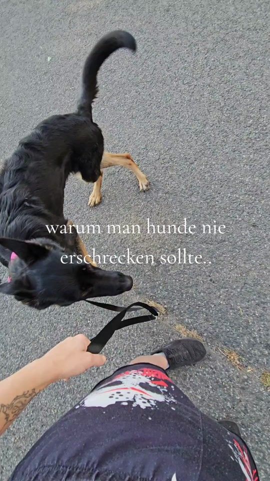 TikTok video thumbnail by germanshepherd_bella__