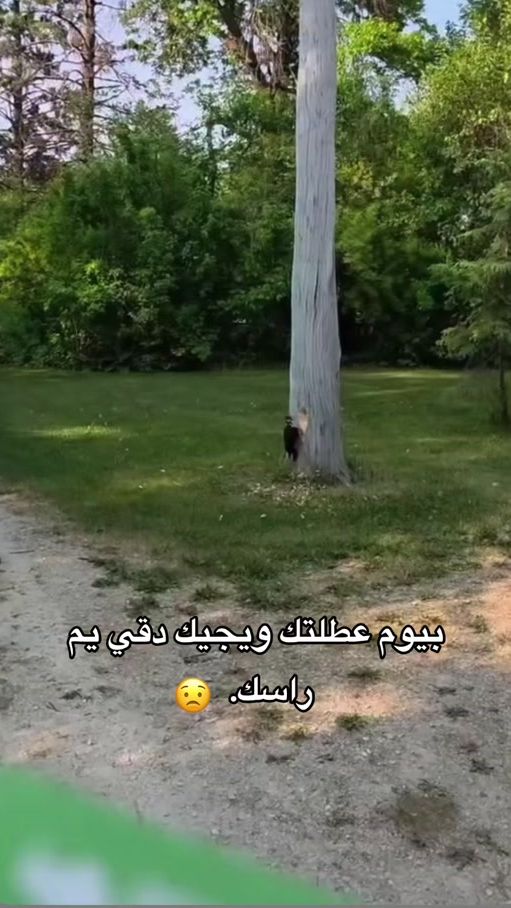 TikTok video thumbnail by dsarav.6