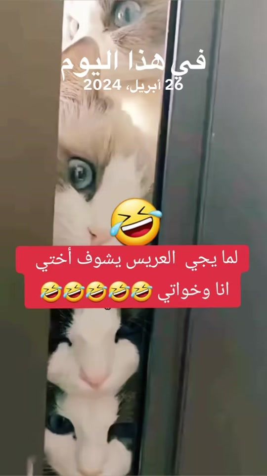TikTok video thumbnail by limar833