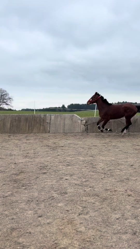 TikTok video thumbnail by springporsche.acouro