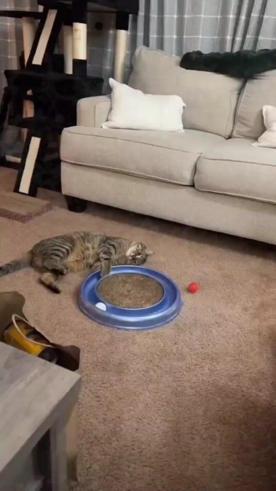 TikTok video thumbnail by capybarahouse.t