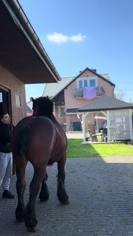 TikTok video thumbnail by fusiarz_horses