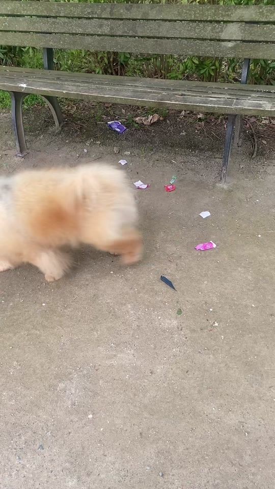 TikTok video thumbnail by meeeandmychows