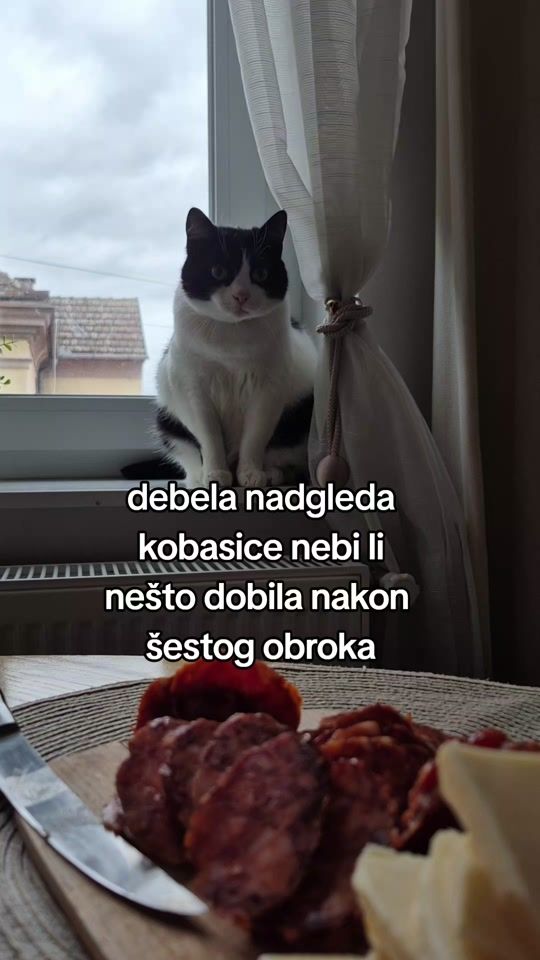 TikTok video thumbnail by masha_the_catlibrarian