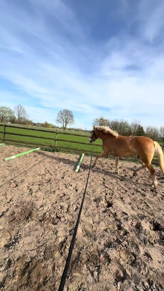 TikTok video thumbnail by banjerdehaflinger