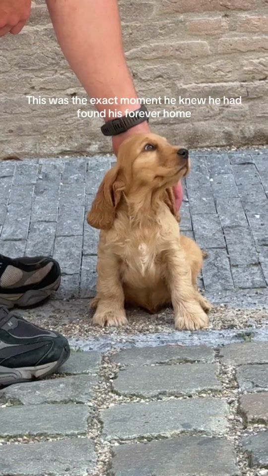 TikTok video thumbnail by mooshimoos