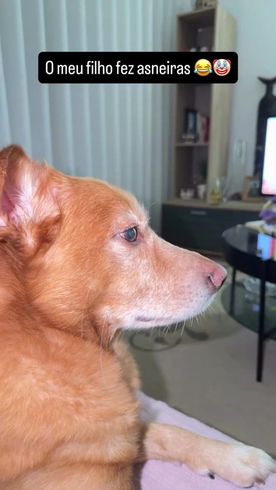 TikTok video thumbnail by ruimarquesoficial
