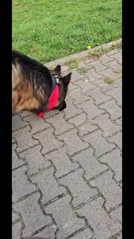 TikTok video thumbnail by __shake___