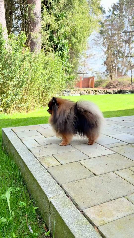 TikTok video thumbnail by tanja_mareev