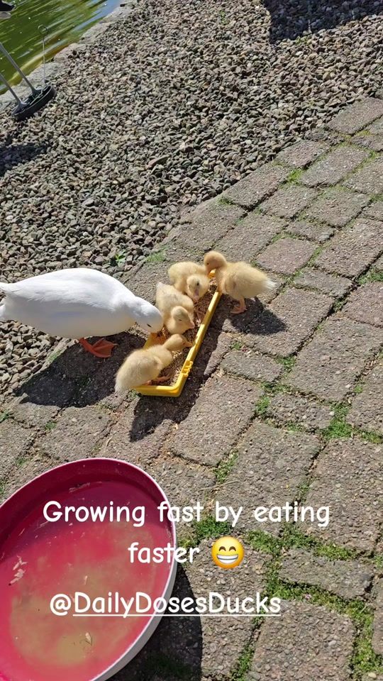 TikTok video thumbnail by daily.doses.ducks