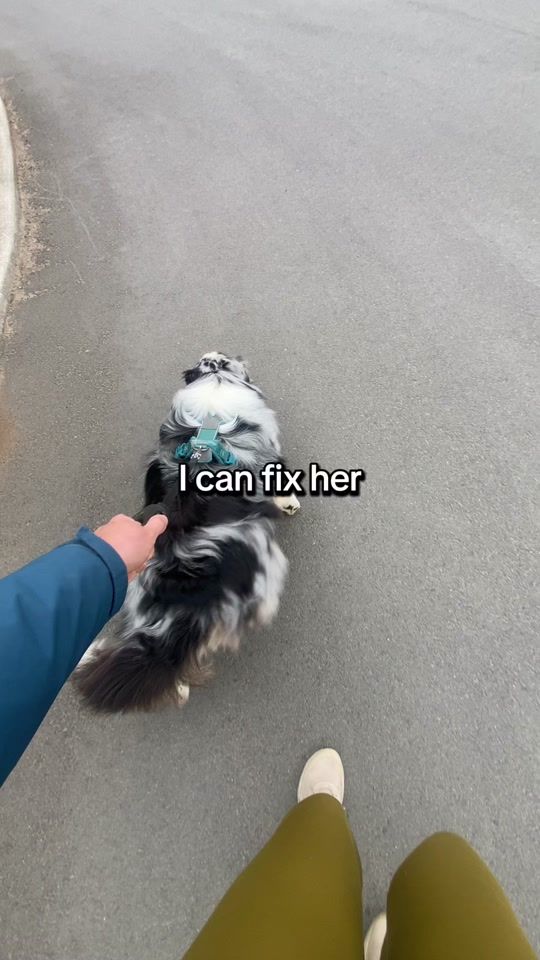 TikTok video thumbnail by pawsome.nala