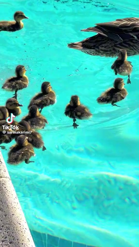 TikTok video thumbnail by paradisio.mass
