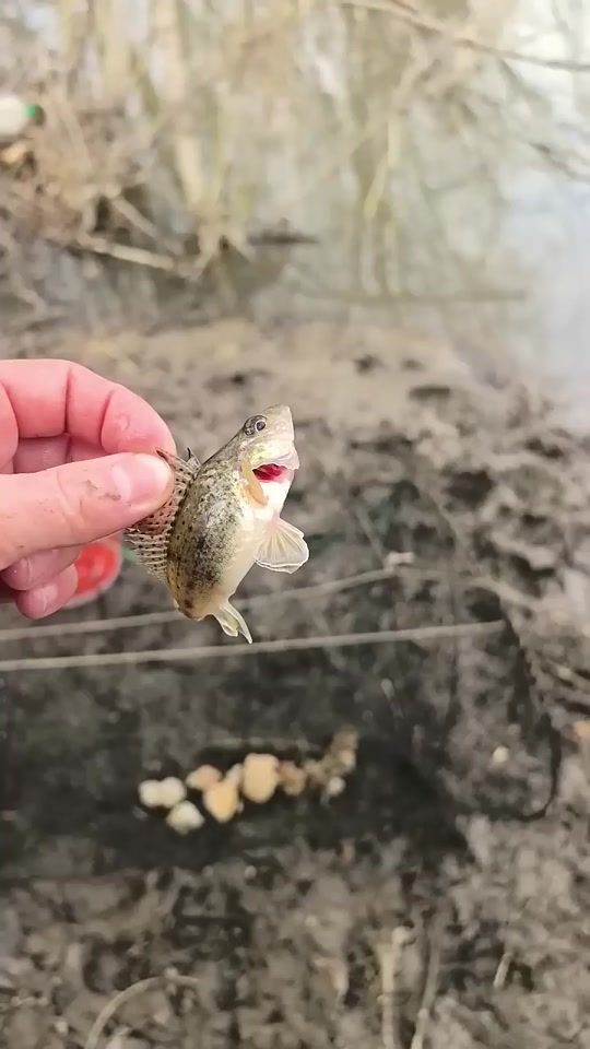 TikTok video thumbnail by angler_kh
