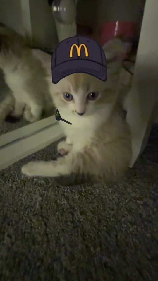 TikTok video thumbnail by mykittykaat