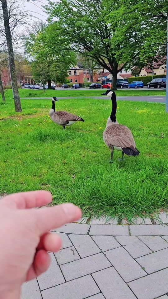 TikTok video thumbnail by tunesisch1