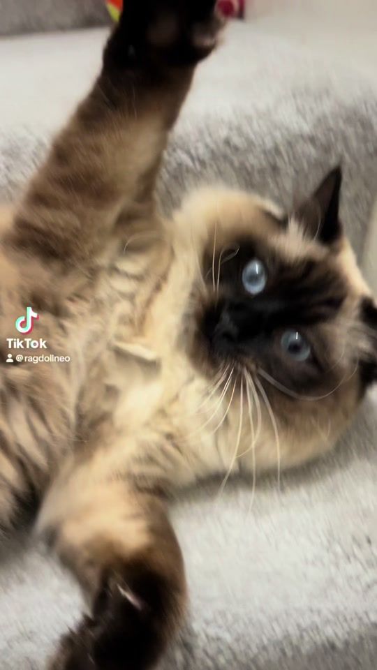 TikTok video thumbnail by ragdollneo