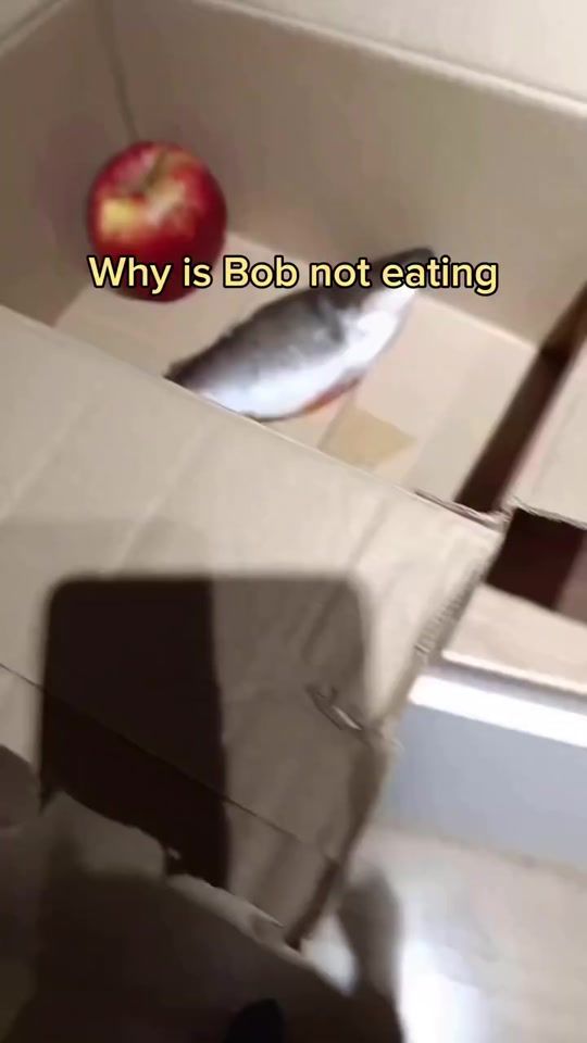 TikTok video thumbnail by shortselpatron