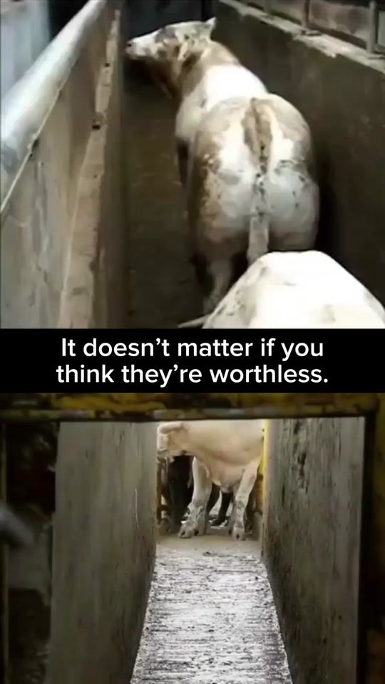 TikTok video thumbnail by vegan.f.t.a