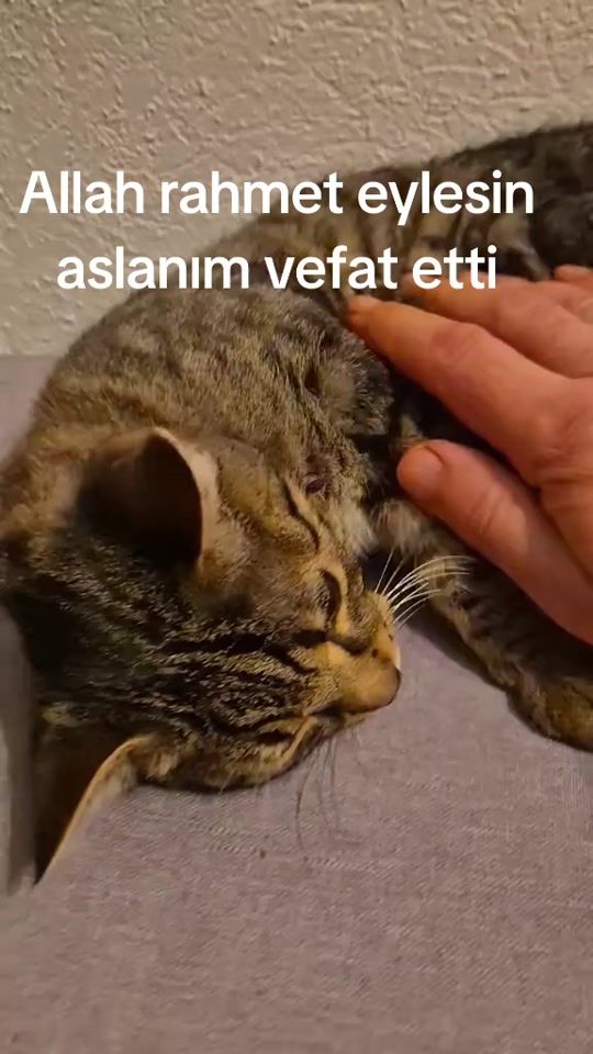 TikTok video thumbnail by lonewolf_1616