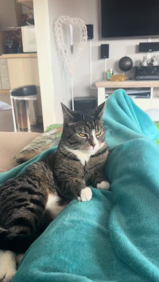 TikTok video thumbnail by josie_maggielittlecats