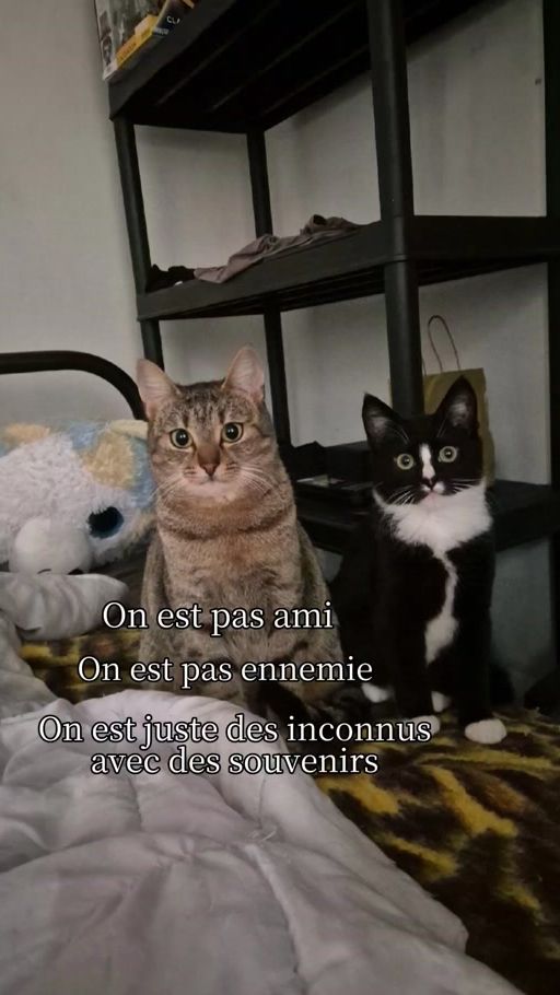TikTok video thumbnail by anbre.demanet4