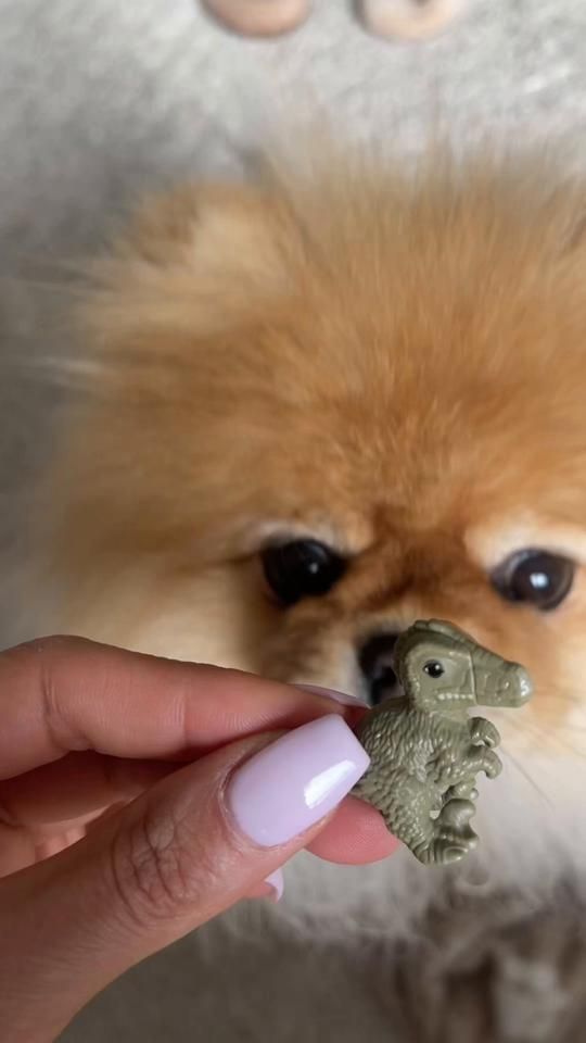TikTok video thumbnail by teddyfluffattack