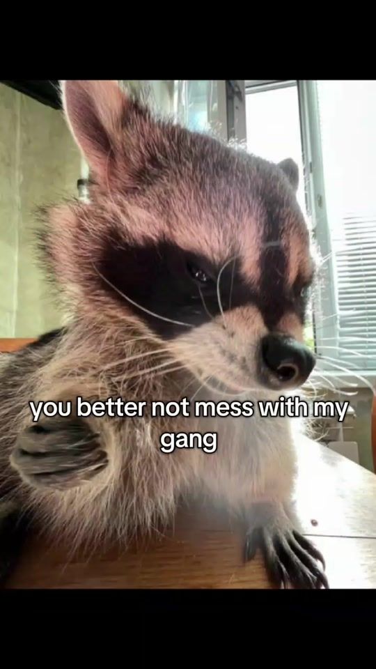 TikTok video thumbnail by sillytrashpandaa