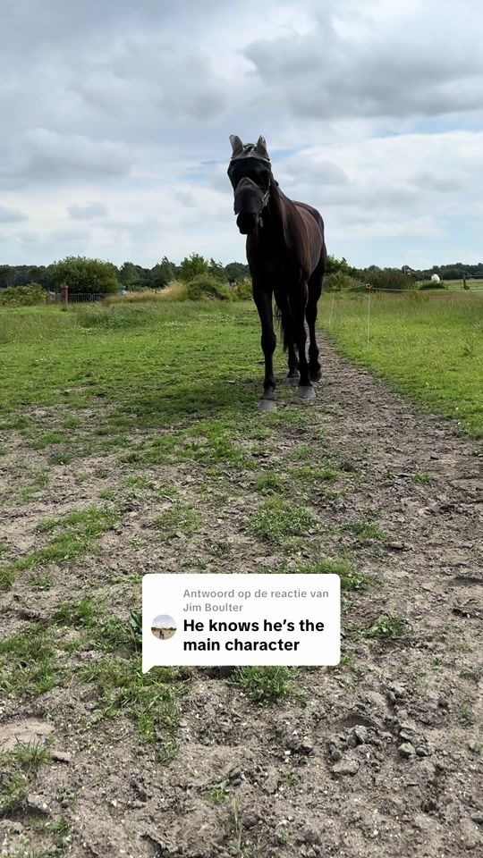 TikTok video thumbnail by equine.demi