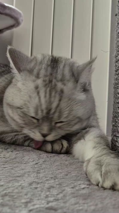 TikTok video thumbnail by snakjes