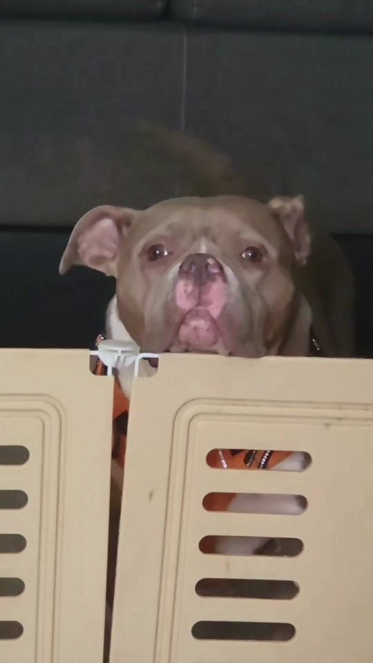 TikTok video thumbnail by team_bullys