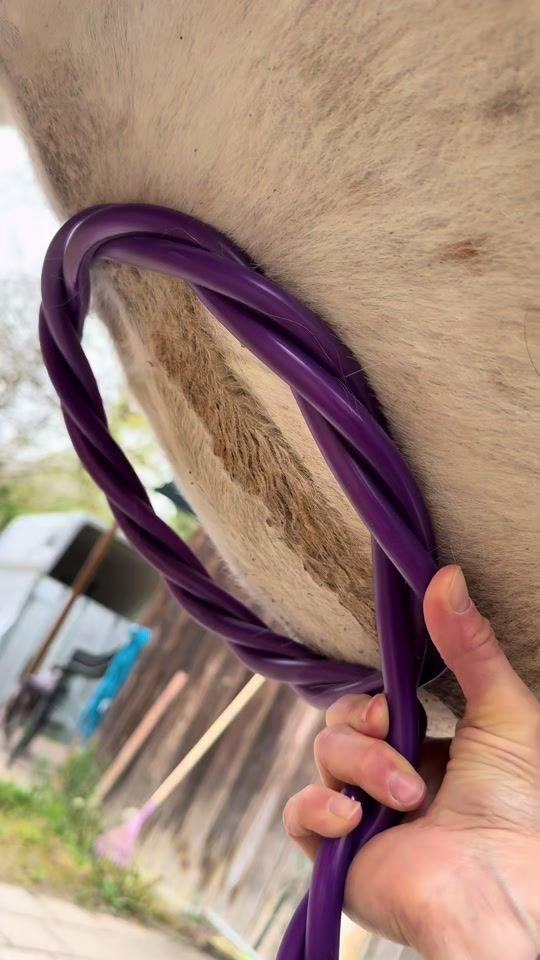 TikTok video thumbnail by thevetphysio
