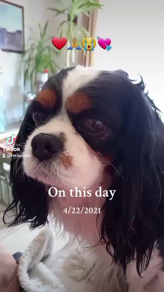 TikTok video thumbnail by verasumic