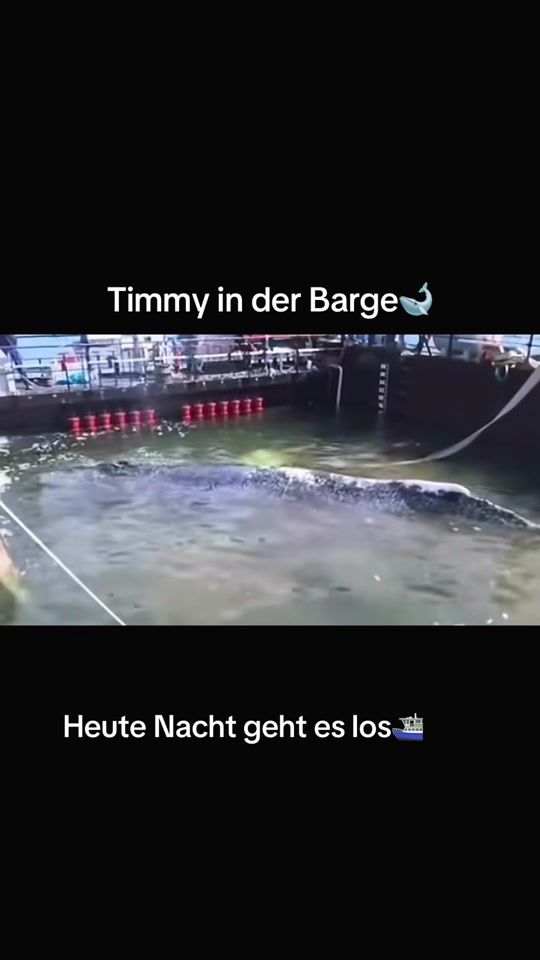 TikTok video thumbnail by tobi_ausgera