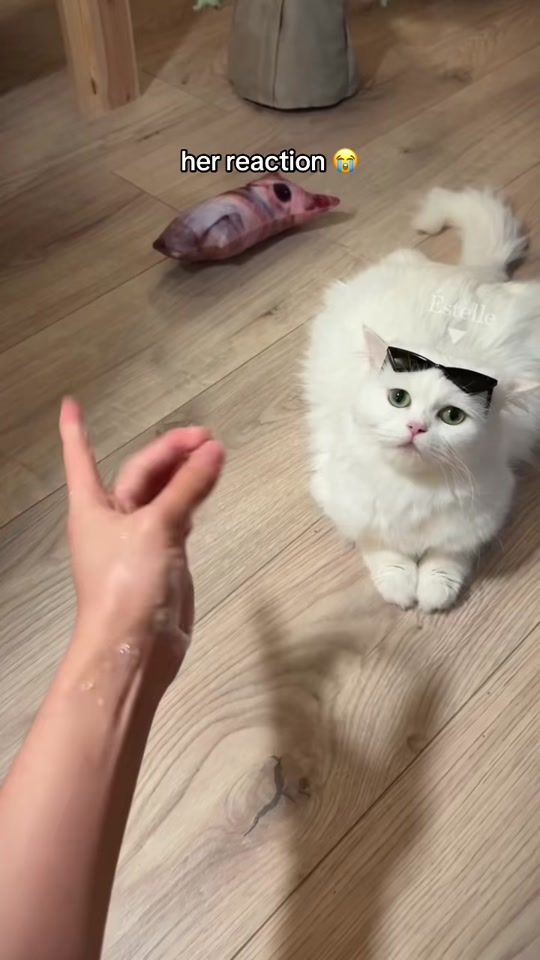 TikTok video thumbnail by noblepurr