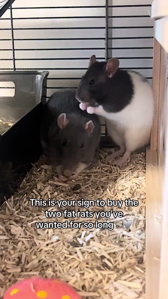 TikTok video thumbnail by marie_dcrm