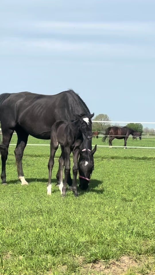 TikTok video thumbnail by eileenhupp