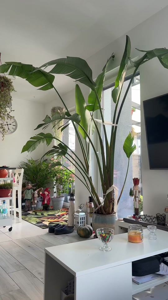 TikTok video thumbnail by claudiajanass