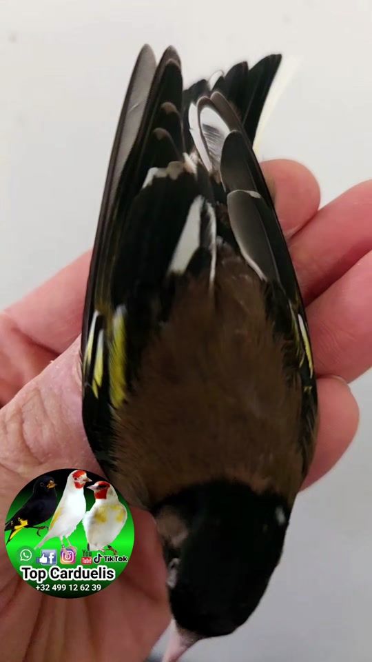 TikTok video thumbnail by top.carduelis
