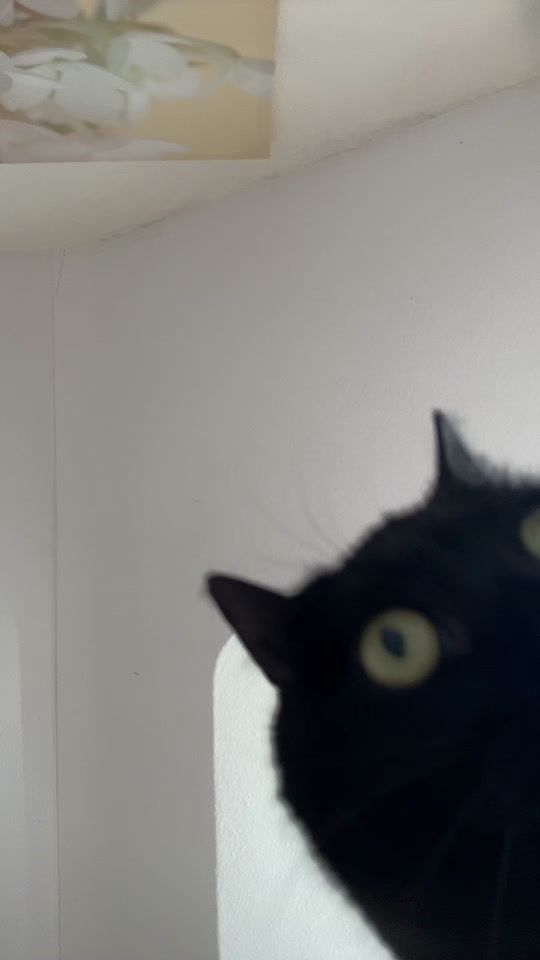 TikTok video thumbnail by crazylunaxx