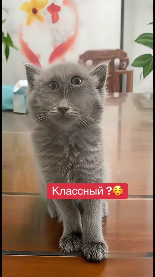 TikTok video thumbnail by seryikoshka