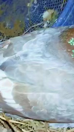 TikTok video thumbnail by ndiayeneloft4