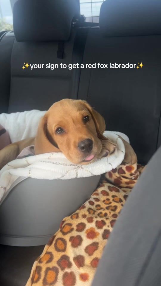 TikTok video thumbnail by mayalcxx