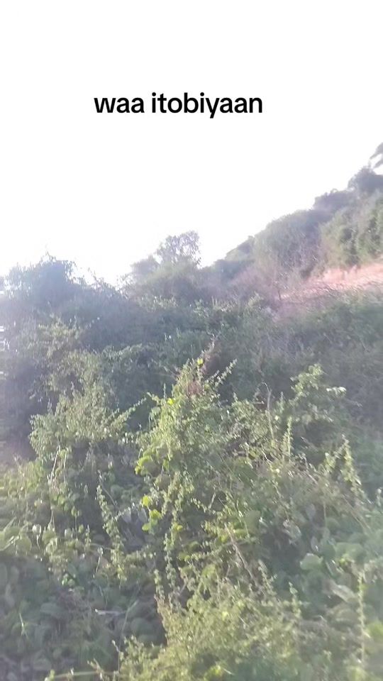 TikTok video thumbnail by dalmaar5