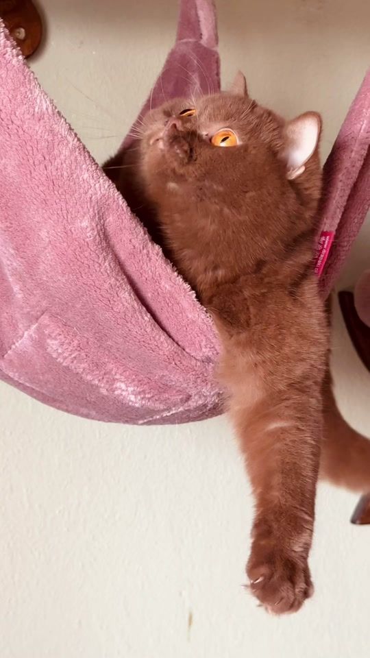 TikTok video thumbnail by jayas_cats