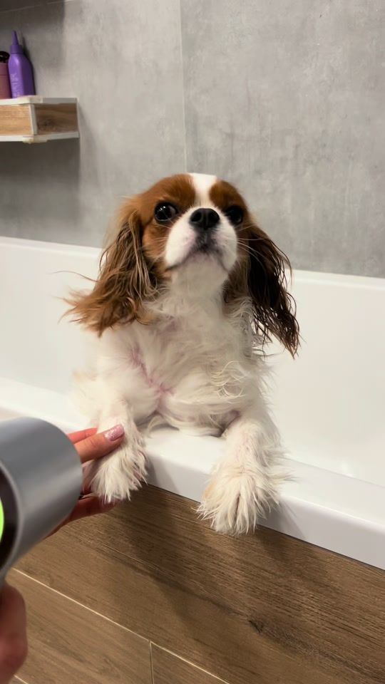 TikTok video thumbnail by lillycavalier