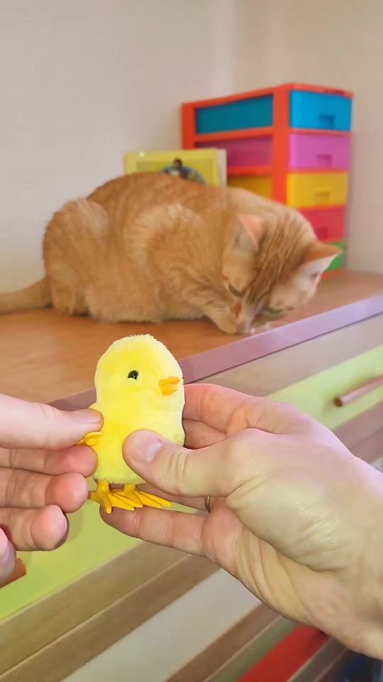 TikTok video thumbnail by _animals_house_tv