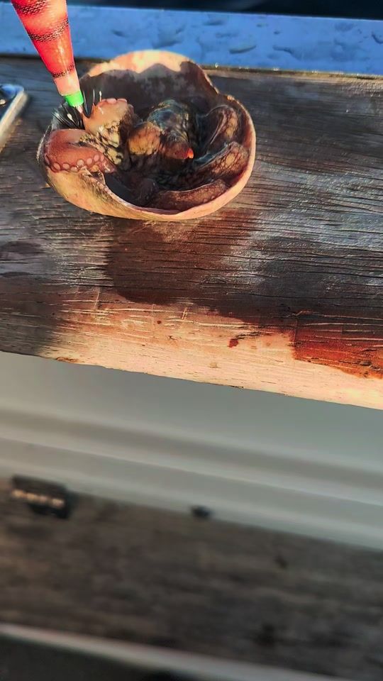 TikTok video thumbnail by jccsantos